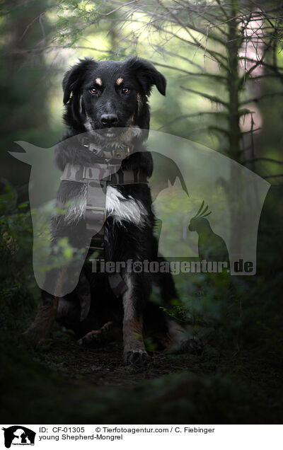 junger Schferhund-Mischling / young Shepherd-Mongrel / CF-01305