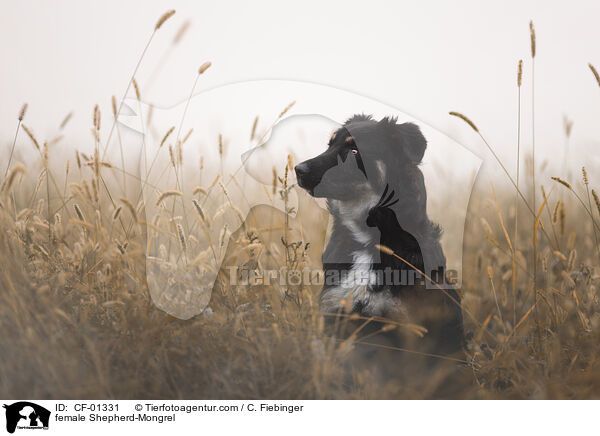 Schferhund-Mischling Hndin / female Shepherd-Mongrel / CF-01331