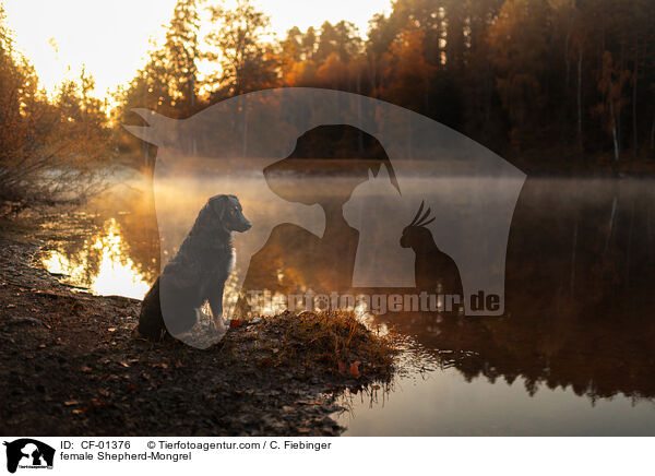 Schferhund-Mischling Hndin / female Shepherd-Mongrel / CF-01376