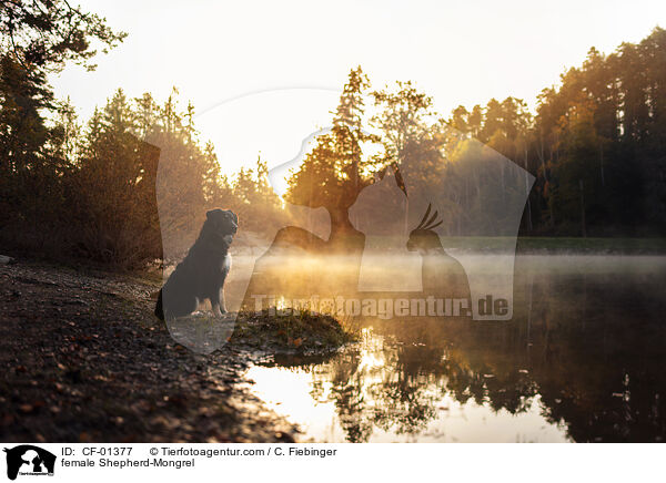 Schferhund-Mischling Hndin / female Shepherd-Mongrel / CF-01377