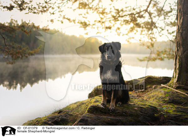 Schferhund-Mischling Hndin / female Shepherd-Mongrel / CF-01379