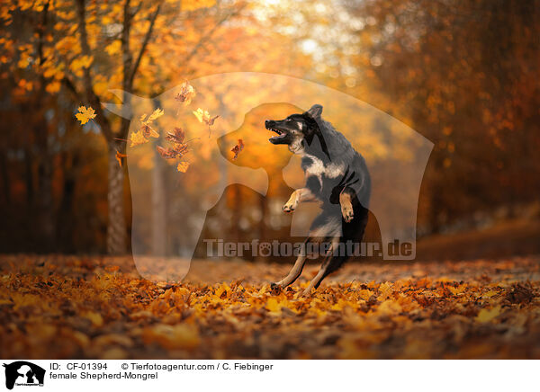 Schferhund-Mischling Hndin / female Shepherd-Mongrel / CF-01394