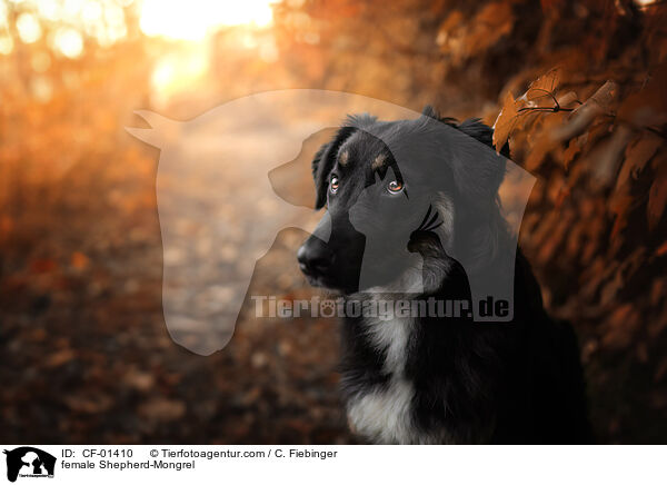 Schferhund-Mischling Hndin / female Shepherd-Mongrel / CF-01410