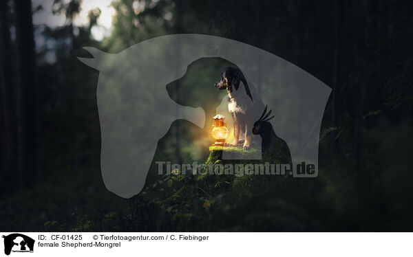Schferhund-Mischling Hndin / female Shepherd-Mongrel / CF-01425