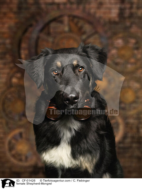 Schferhund-Mischling Hndin / female Shepherd-Mongrel / CF-01426