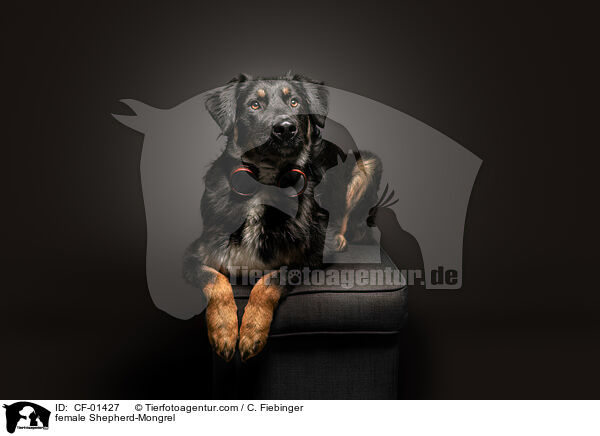 Schferhund-Mischling Hndin / female Shepherd-Mongrel / CF-01427