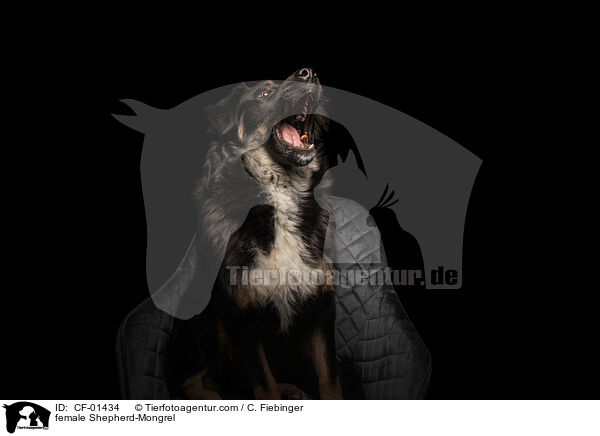 Schferhund-Mischling Hndin / female Shepherd-Mongrel / CF-01434