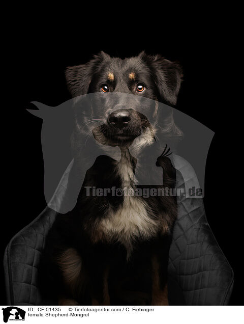 Schferhund-Mischling Hndin / female Shepherd-Mongrel / CF-01435