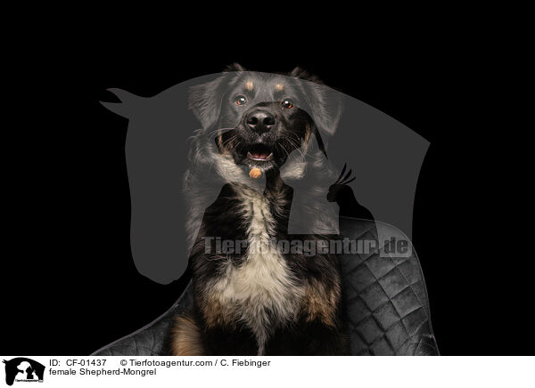 Schferhund-Mischling Hndin / female Shepherd-Mongrel / CF-01437