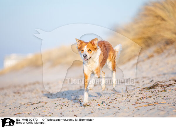 Border-Collie-Mischling / Border-Collie-Mongrel / MAB-02473