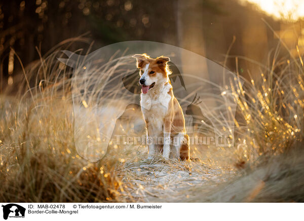 Border-Collie-Mischling / Border-Collie-Mongrel / MAB-02478