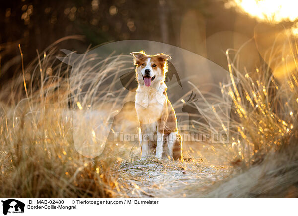 Border-Collie-Mischling / Border-Collie-Mongrel / MAB-02480