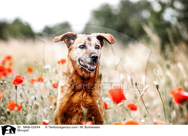 Mischling / Mongrel / MAB-02644