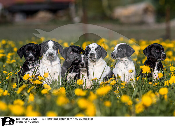 Mongrel Puppies / MAB-02828