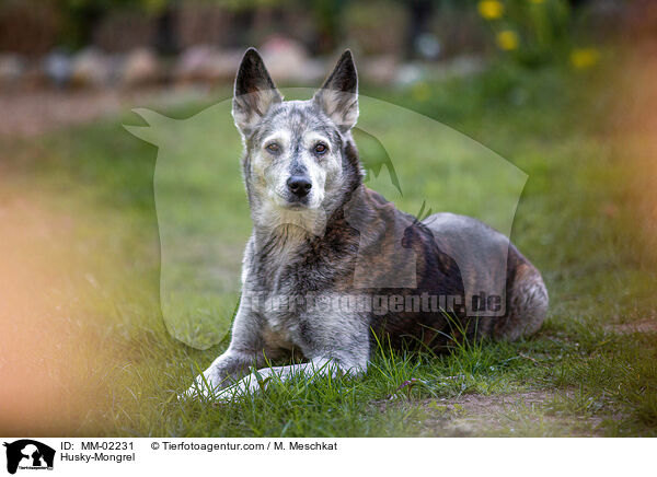 Husky-Mischling / Husky-Mongrel / MM-02231