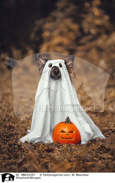 Shepherd-Mongrel / MM-02391