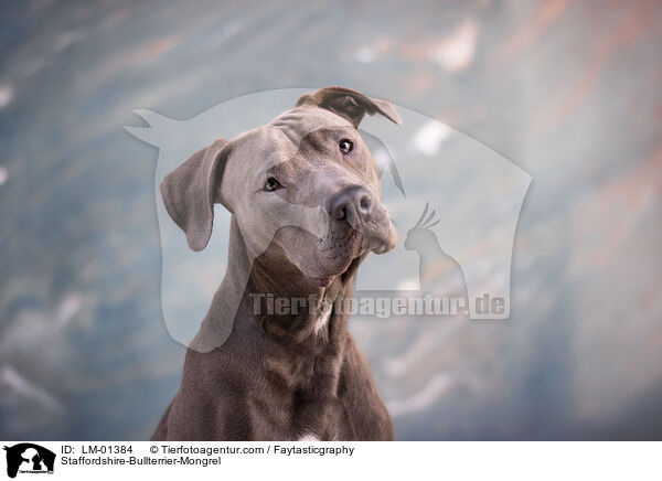 Staffordshire-Bullterrier-Mix / Staffordshire-Bullterrier-Mongrel / LM-01384