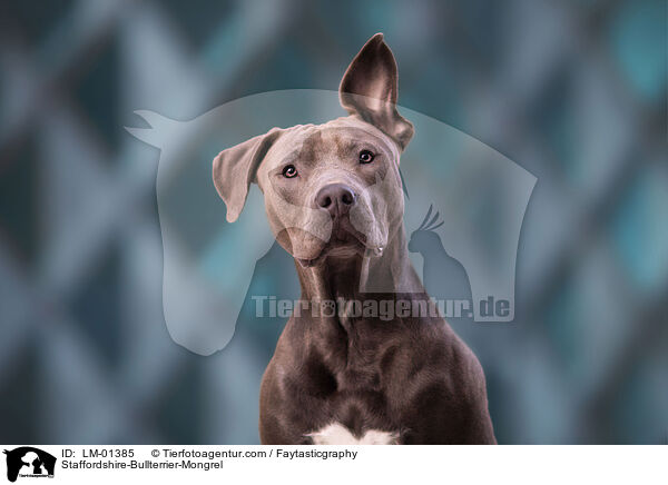 Staffordshire-Bullterrier-Mongrel / LM-01385