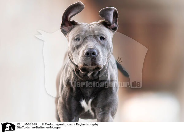 Staffordshire-Bullterrier-Mongrel / LM-01389