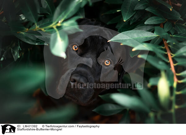 Staffordshire-Bullterrier-Mix / Staffordshire-Bullterrier-Mongrel / LM-01392