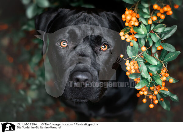 Staffordshire-Bullterrier-Mongrel / LM-01394