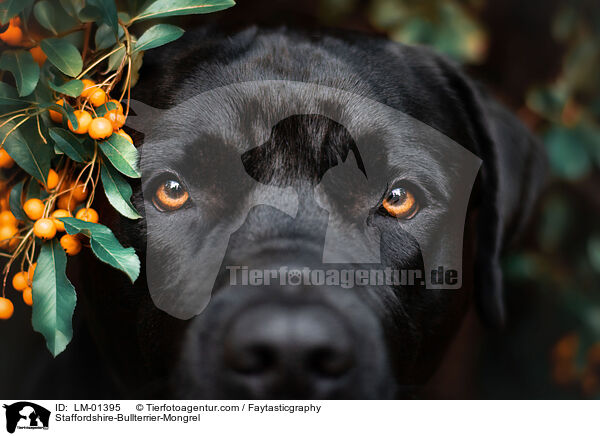 Staffordshire-Bullterrier-Mix / Staffordshire-Bullterrier-Mongrel / LM-01395