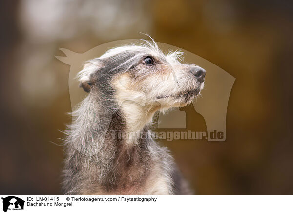 Dackel-Mischling / Dachshund Mongrel / LM-01415