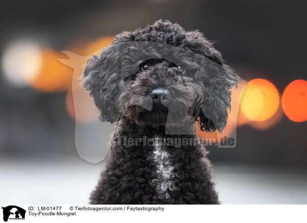 Zwergpudel-Mischling / Toy-Poodle-Mongrel / LM-01477