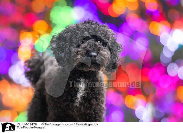 Zwergpudel-Mischling / Toy-Poodle-Mongrel / LM-01478