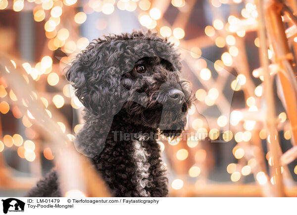 Zwergpudel-Mischling / Toy-Poodle-Mongrel / LM-01479