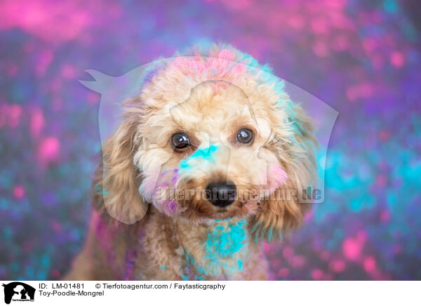 Toy-Poodle-Mongrel / LM-01481