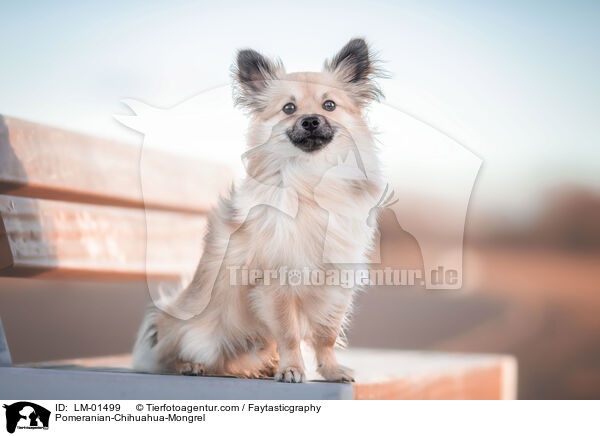 Zwergspitz-Chihuahua-Mix / Pomeranian-Chihuahua-Mongrel / LM-01499