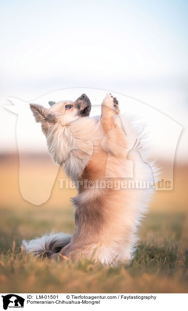 Zwergspitz-Chihuahua-Mix / Pomeranian-Chihuahua-Mongrel / LM-01501