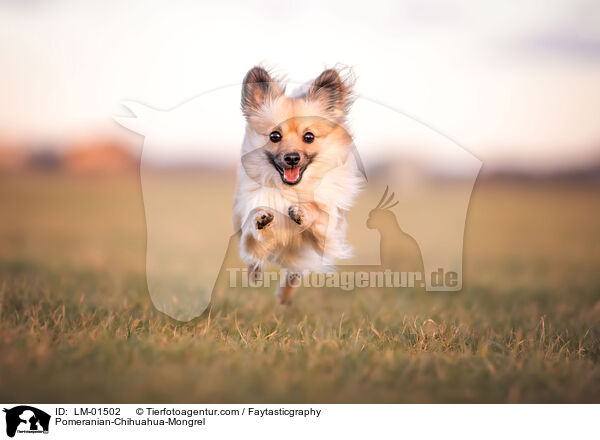 Zwergspitz-Chihuahua-Mix / Pomeranian-Chihuahua-Mongrel / LM-01502