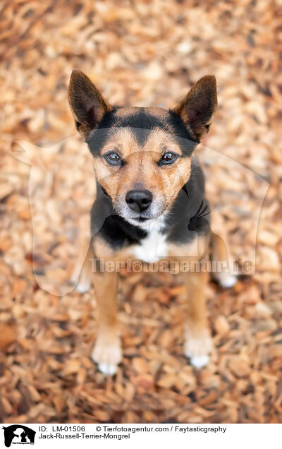 Jack-Russell-Terrier-Mongrel / LM-01506