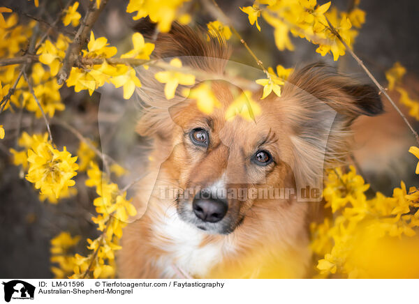 Australian-Shepherd-Mischling / Australian-Shepherd-Mongrel / LM-01596