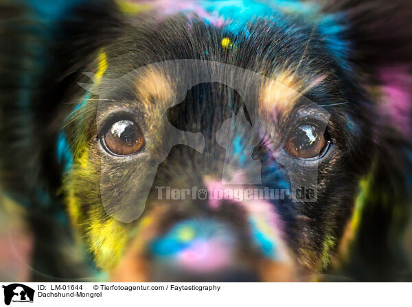 Dachshund-Mongrel / LM-01644