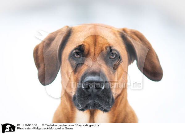 Rhodesian-Ridgeback-Mix im Schnee / Rhodesian-Ridgeback-Mongrel in Snow / LM-01658