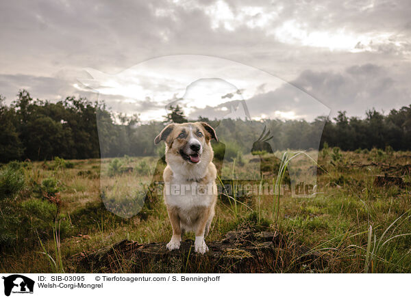 Welsh-Corgi-Mischling / Welsh-Corgi-Mongrel / SIB-03095