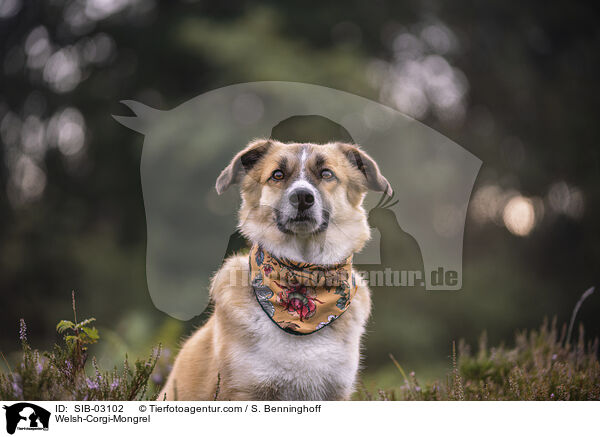 Welsh-Corgi-Mischling / Welsh-Corgi-Mongrel / SIB-03102