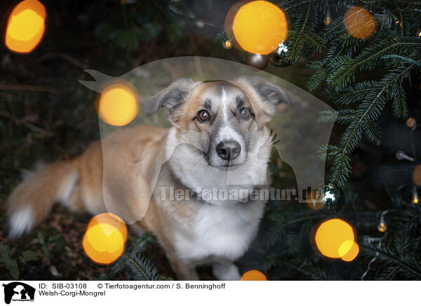 Welsh-Corgi-Mischling / Welsh-Corgi-Mongrel / SIB-03108