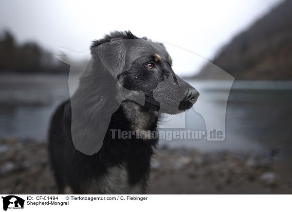Schferhund-Mischling / Shepherd-Mongrel / CF-01494