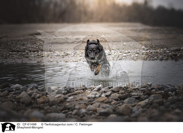 Schferhund-Mischling / Shepherd-Mongrel / CF-01496