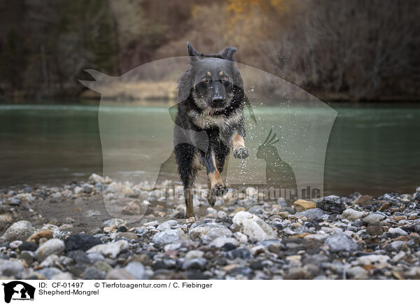 Schferhund-Mischling / Shepherd-Mongrel / CF-01497