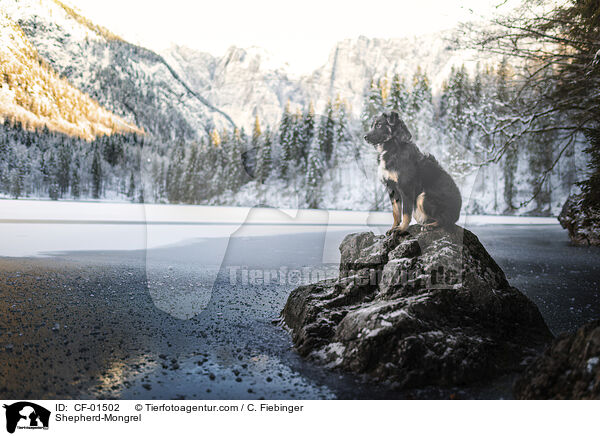 Schferhund-Mischling / Shepherd-Mongrel / CF-01502