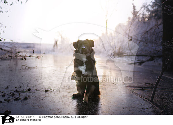 Schferhund-Mischling / Shepherd-Mongrel / CF-01511