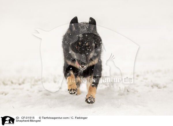 Schferhund-Mischling / Shepherd-Mongrel / CF-01515
