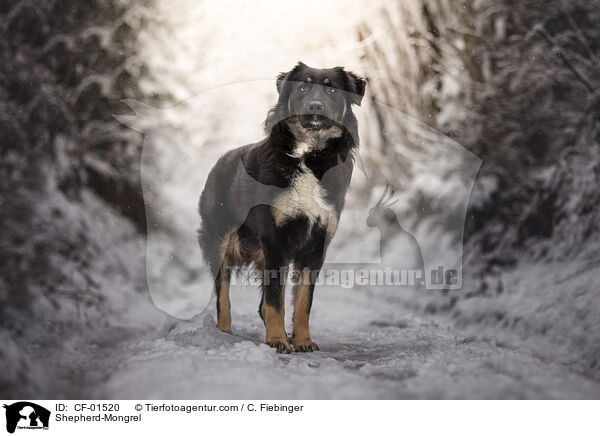 Schferhund-Mischling / Shepherd-Mongrel / CF-01520