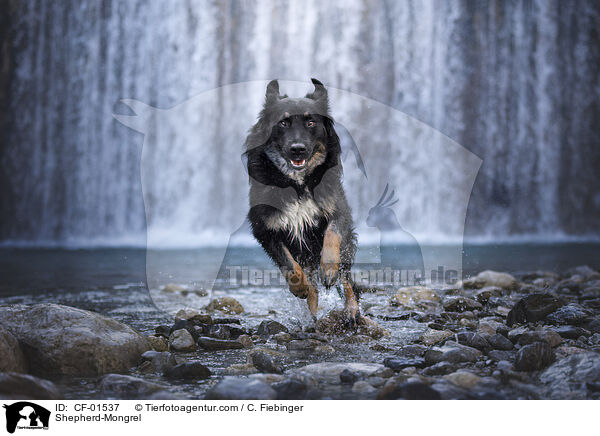 Schferhund-Mischling / Shepherd-Mongrel / CF-01537
