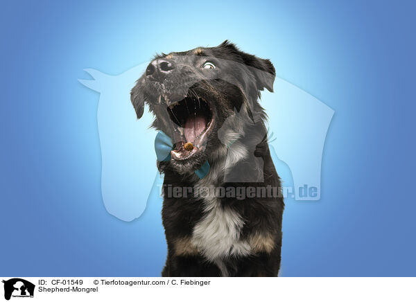 Schferhund-Mischling / Shepherd-Mongrel / CF-01549